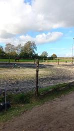 Grote pony gezocht tussen +/- 1,45-1,55.  Topplek, Dieren en Toebehoren, Meerdere dieren, 3 tot 6 jaar