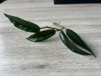 Hoya ONYCHOIDES 🌱, Ophalen of Verzenden, Halfschaduw, Minder dan 100 cm