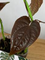 Dioscorea sp Black #3, Huis en Inrichting, Kamerplanten, Ophalen of Verzenden, Halfschaduw, Minder dan 100 cm