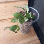 hoya bilobata nr 3-1, Huis en Inrichting, Ophalen of Verzenden, Overige soorten, Minder dan 100 cm