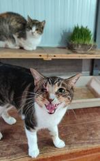 Jarela, Ariel, mnl, uit asiel, 13-'7-2024, Dieren en Toebehoren, Katten en Kittens | Overige Katten, Kater, Kortharig, 0 tot 2 jaar