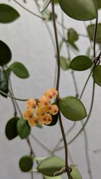 Hoya puber stekken geworteld, Overige soorten, In pot, Minder dan 100 cm, Groene kamerplant