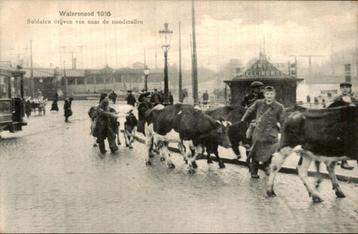 Watersnood - soldaten Vee Noodstallen Koe  beschikbaar voor biedingen