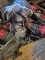 Cane corso pups, Dieren en Toebehoren, Overige rassen, 8 tot 15 weken, Meerdere, Meerdere dieren