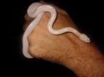 RattenslangAlbino _ phantherophis guttata guttata ( albino)), Slang