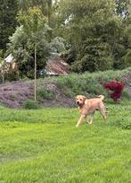 Dekreu labrador., Dieren en Toebehoren, Honden | Dekreuen, Rabiës (hondsdolheid), Reu, 1 tot 2 jaar, Eén hond