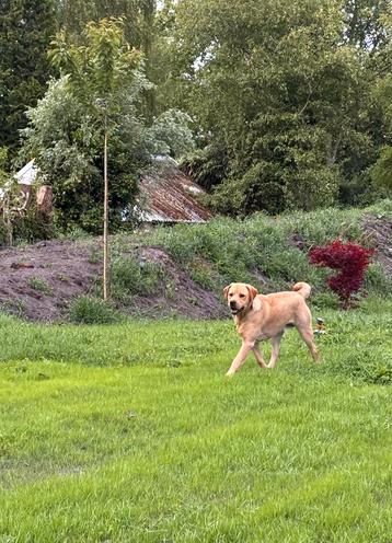 Dekreu labrador. beschikbaar voor biedingen