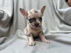 Knappe franse bulldog pups, 8 tot 15 weken, Meerdere, Meerdere dieren, Nederland