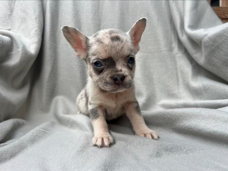 Knappe franse bulldog pups, Dieren en Toebehoren, Honden | Bulldogs, Pinschers en Molossers, Meerdere dieren, Bulldog, Particulier
