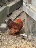 Chocin Kriel Haan, Dieren en Toebehoren, Pluimvee, Mannelijk, Kip