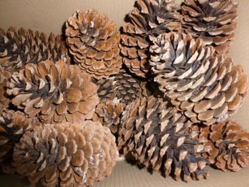 1 x 20 super mooie grote lichte DENNENAPPELS 15 cm ( T ) beschikbaar voor biedingen