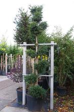 taxus bonsai vormsnoei taxus baccata, Overige soorten, Zomer, Ophalen, Volle zon