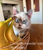Britse korthaarkittens, Dieren en Toebehoren, Katten en Kittens | Raskatten | Korthaar, Ontwormd