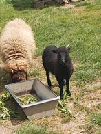 Quessant rammetje van stamboek moeder, Dieren en Toebehoren, Schapen, Geiten en Varkens, Mannelijk, Schaap, 0 tot 2 jaar