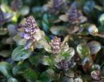 ajuga reptans zenegroen, Ophalen, Bodembedekkers, Vaste plant, Halfschaduw