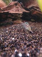 Zebracichlide 0,75€, Dieren en Toebehoren, Vissen | Aquariumvissen, Vis