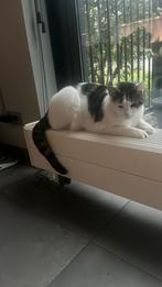 Kater Moos zoekt een nieuw baasje, Dieren en Toebehoren, Kater, Ontwormd