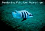 Metriaclima Fainzilberi maisoni reef ( eigen fotos ), Vis