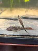 L nummer Lasiancistrus Sp. L178, Vis