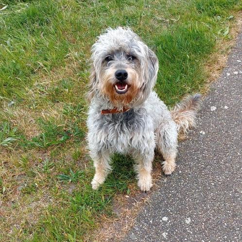 Dekreu Labradoodle NIET TE KOOP, Dieren en Toebehoren, Honden | Niet-rashonden, Middel, Reu, Particulier, Eén hond, Nederland