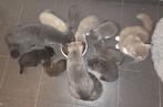Kittens britse korthaar & ragdoll x, Dieren en Toebehoren, Katten en Kittens | Raskatten | Korthaar, Meerdere dieren, Ontwormd