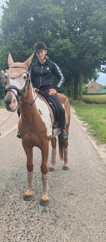 Bijrijder gezocht, Dieren en Toebehoren, Stalling en Weidegang