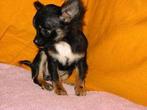 Gezocht een mini chihuahua, CDV (hondenziekte), 1 tot 2 jaar, Teef, Eén hond