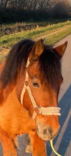 B pony 116 cm, Dieren en Toebehoren, Paarden, B