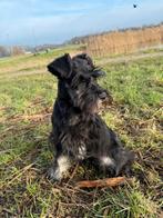 Dwergschnauzer pup, 15 weken tot 1 jaar, Reu, Parvo, Eén hond