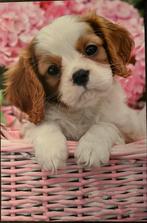 Poster van Puppy, Ophalen of Verzenden