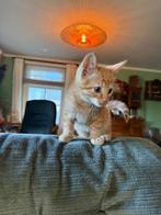kittens muisgrijs/rood/zwart met wit/cypers met wit 8wk, Meerdere dieren, Kortharig, 0 tot 2 jaar