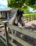Lieve 2 jarige pony., Merrie, Recreatiepony, Ingeënt, 0 tot 2 jaar