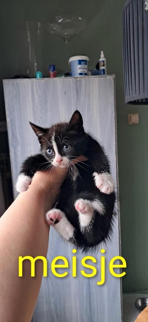 Laatste Kitten(MEISJE) van nestje te koop weken jong, Dieren en Toebehoren, Katten en Kittens | Dekkaters