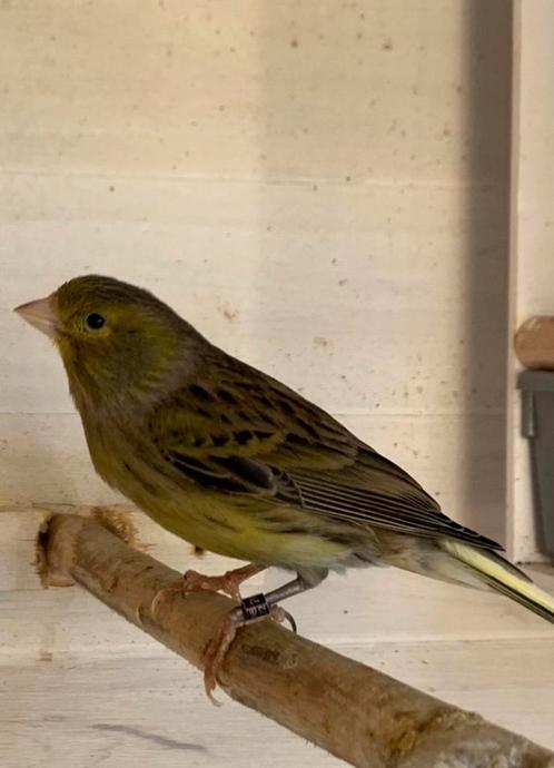 Mooie Timbrado Kanarie - Volwassen pop - Raszuiver, Dieren en Toebehoren, Vogels | Kanaries, Zangkanarie, Vrouwelijk