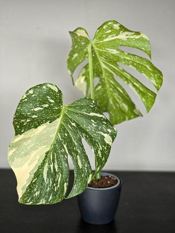 Monstera Thai Constellation beschikbaar voor biedingen