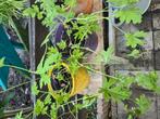 Citroen geraniums, Ophalen, Overige soorten, Minder dan 100 cm
