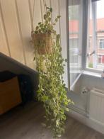 Hangplant in mand, Ophalen