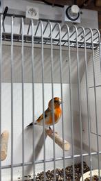 Bastaard kapoetsen x putter, Dieren en Toebehoren, Vogels | Overige Vogels, Mannelijk, Wildzangvogel