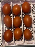 Raszuivere Marans broedeieren te koop, Dieren en Toebehoren, Pluimvee, Geslacht onbekend, Kip
