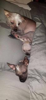 Gezocht chinese naakthond pup of herplaatser, Overige rassen, Geslacht onbekend, Meerdere, Nederland