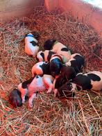 9 super lieve Heidewachtel / Friese Stabij puppy's geboren, Particulier, Meerdere, 8 tot 15 weken, Meerdere dieren