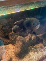 Mooie Oscar vis, Dieren en Toebehoren, Vissen | Aquariumvissen, Vis