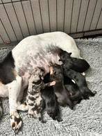 Prachtige jack russel pups!, Dieren en Toebehoren, Honden | Jack Russells en Terriërs, Jack Russell Terriër, 8 tot 15 weken, Meerdere