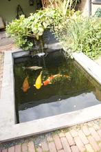 Prachtige HQ Koi van bekende kwekers, Dieren en Toebehoren, Vissen | Vijvervissen, Karper of Koi