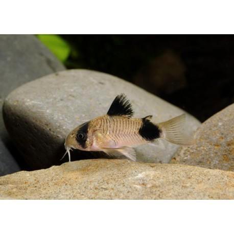 Corydoras panda, Dieren en Toebehoren, Vissen | Aquariumvissen, Zoetwatervis, Vis, Schoolvis