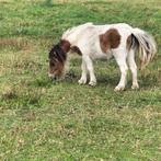 Te koop  (fok)merrie's, Dieren en Toebehoren, Paarden en Pony's | Dekhengsten en Fokmerries, Meerdere dieren