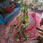 Epipremnum drakenklimop, Ophalen, 100 tot 150 cm, Overige soorten, Halfschaduw