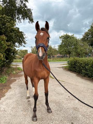 1,5 jarig dressuur paard te koop. beschikbaar voor biedingen