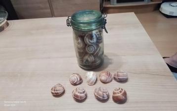 Antieke glazen Franse weckpot,lege slakkenhuizen decoratie  beschikbaar voor biedingen