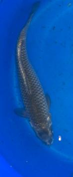 Prachtige soragoi, Dieren en Toebehoren, Karper of Koi